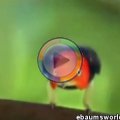 Moonwalk bird
